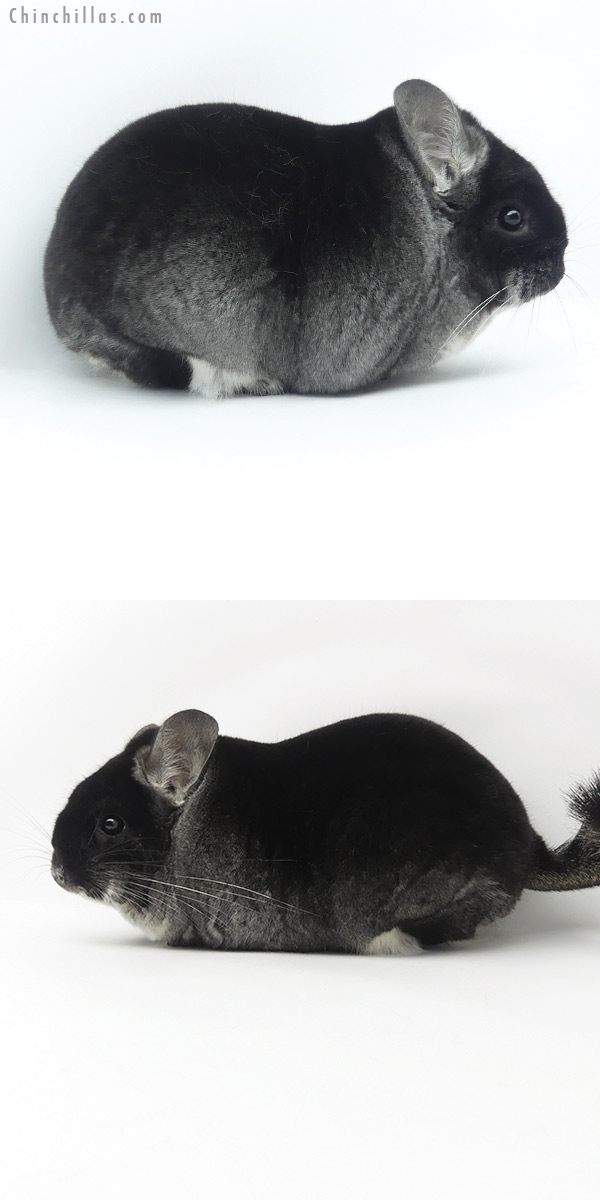 20012 1st Place Extra Extra Large Premium Production Quality Black Velvet Female Chinchilla