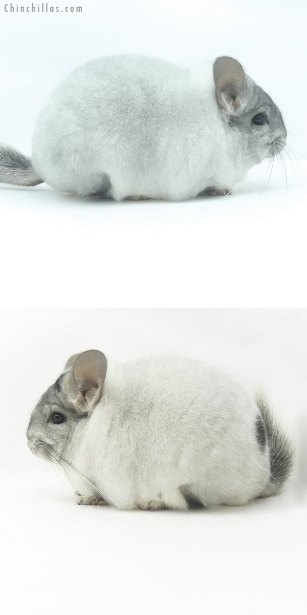 20098 Blocky Premium Production Quality White Mosaic Female Chinchilla with Body Spots