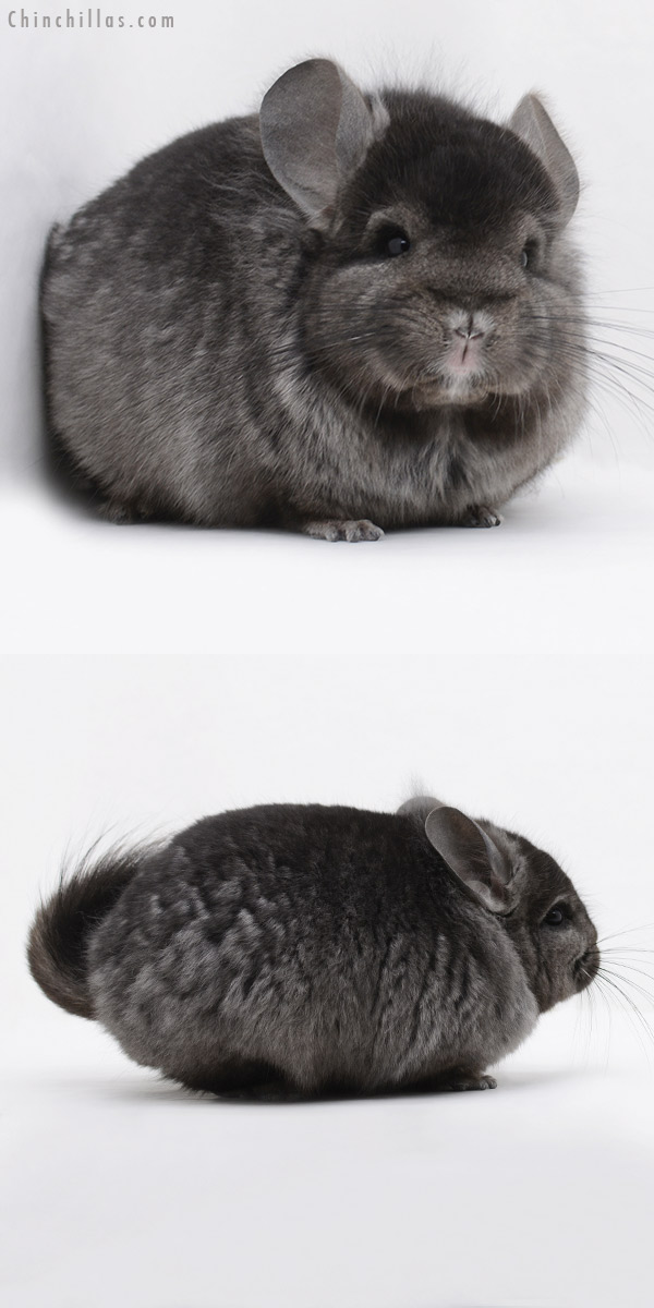 Chinchilla or related item offered for sale or export on Chinchillas.com - 20241 Ebony ( Locken Carrier )  Royal Persian Angora Male Chinchilla