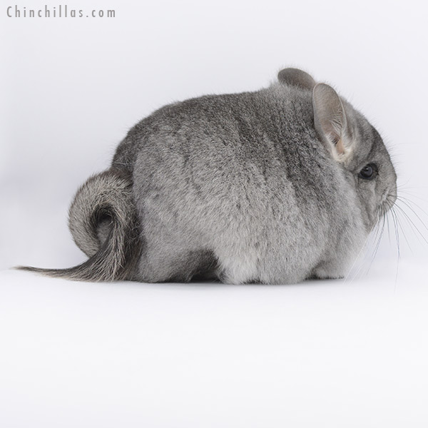 20259 Standard  Royal Persian Angora Female Chinchilla