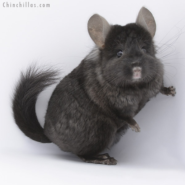 20261 Ebony ( Locken Carrier )  Royal Persian Angora Male Chinchilla