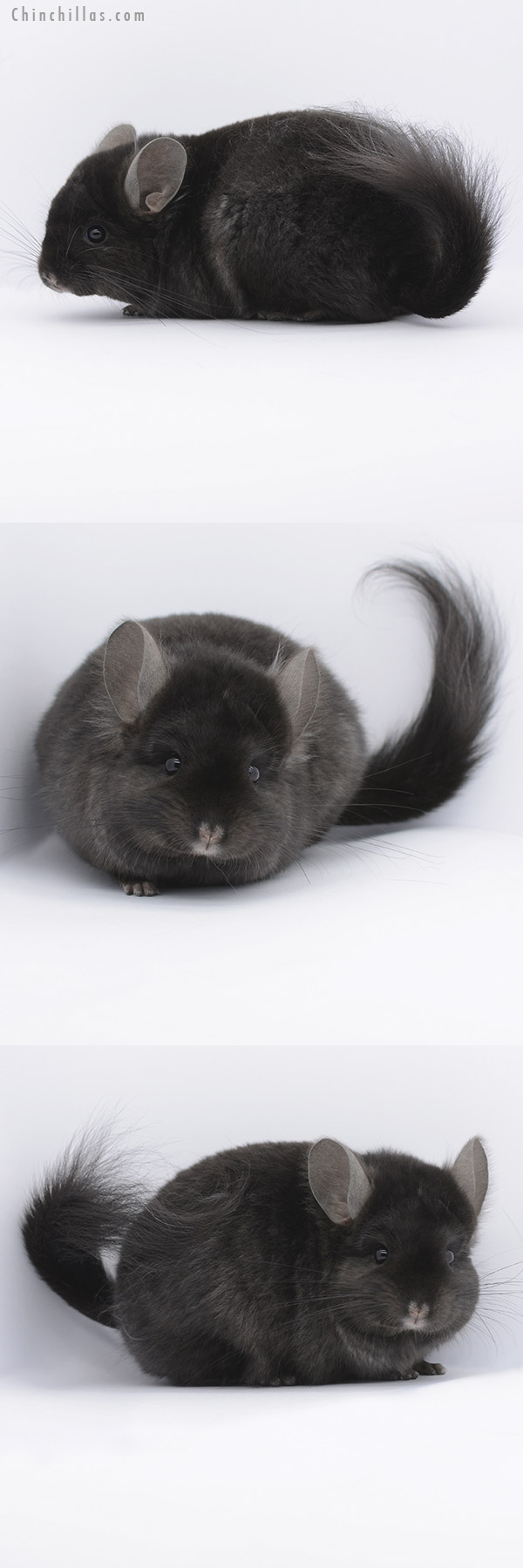 20262 Ebony ( Locken Carrier )  Royal Persian Angora Male Chinchilla