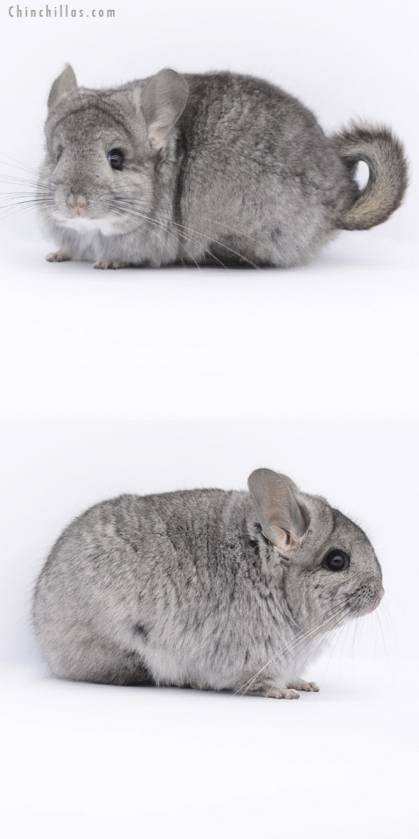 20263 Standard ( Ebony & Locken Carrier )  Royal Persian Angora Female Chinchilla