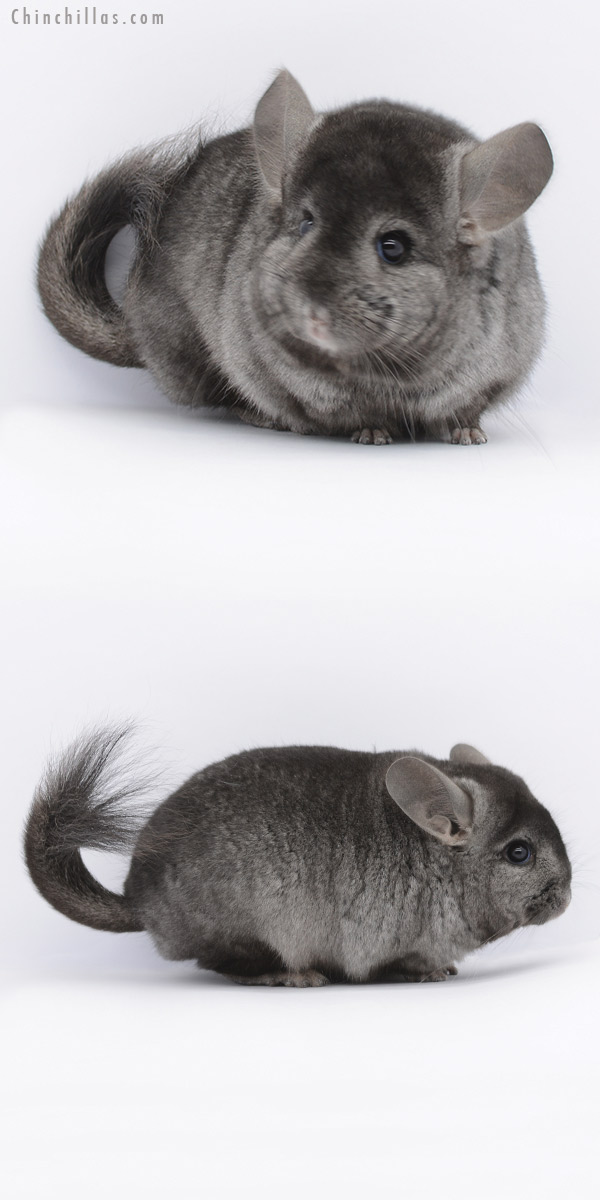 Chinchilla or related item offered for sale or export on Chinchillas.com - 20272 Ebony ( Locken Carrier )  Royal Persian Angora Male Chinchilla