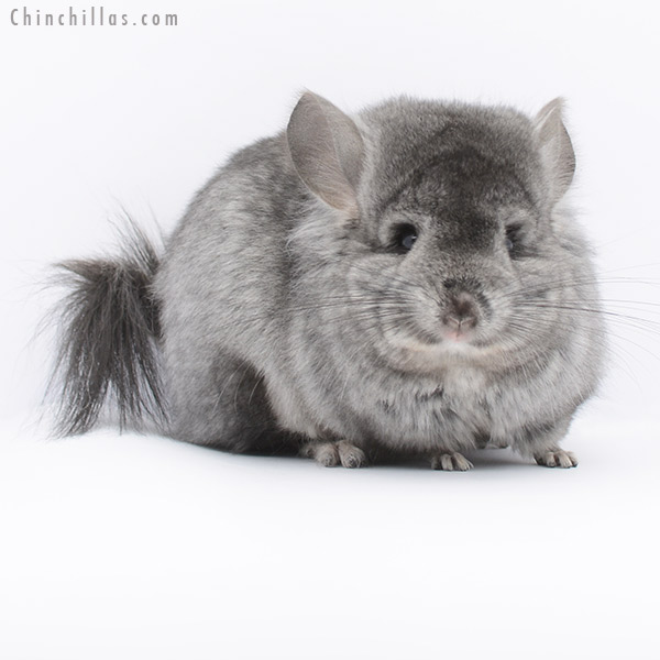 20273 Standard ( Ebony & Locken Carrier )  Royal Persian Angora Female Chinchilla