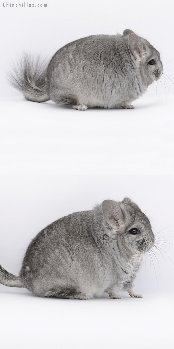 20274 Standard  Royal Persian Angora Male Chinchilla