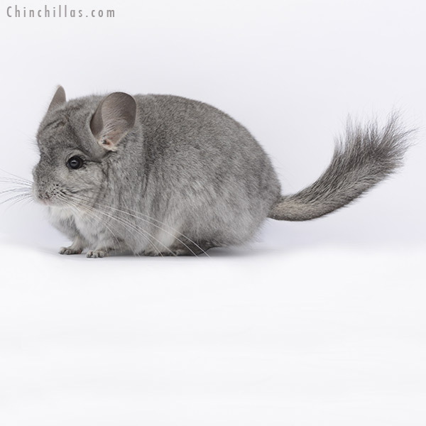 20275 Standard ( Ebony & Locken Carrier )  Royal Persian Angora Female Chinchilla