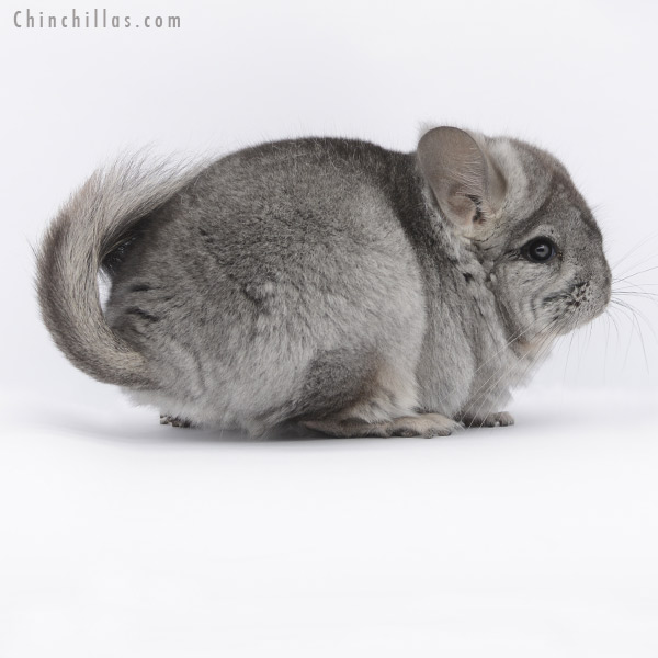 20278 Standard ( Ebony & Locken Carrier )  Royal Persian Angora Male Chinchilla