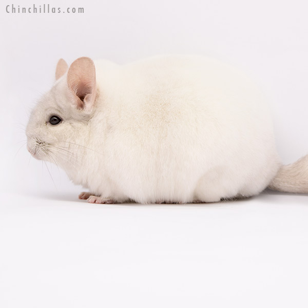 20282 Premium Production Quality Pink White Female Chinchilla