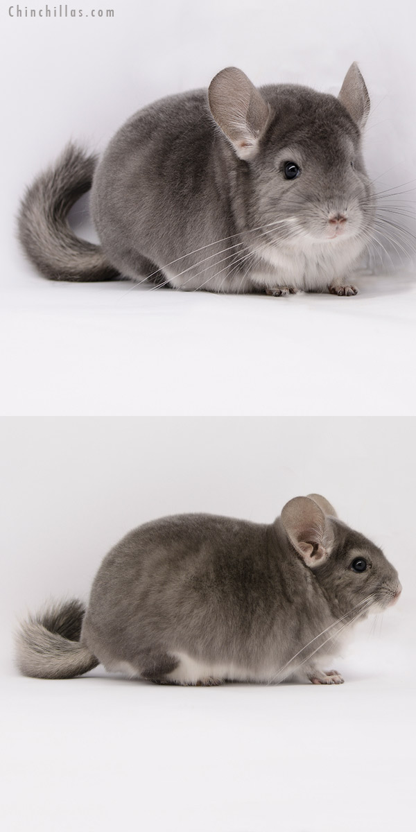 20284 Show Quality Violet Male Chinchilla