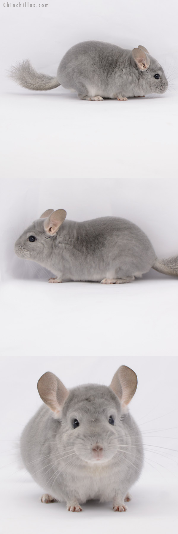 20179 Top Show Quality Blue Diamond Male Chinchilla