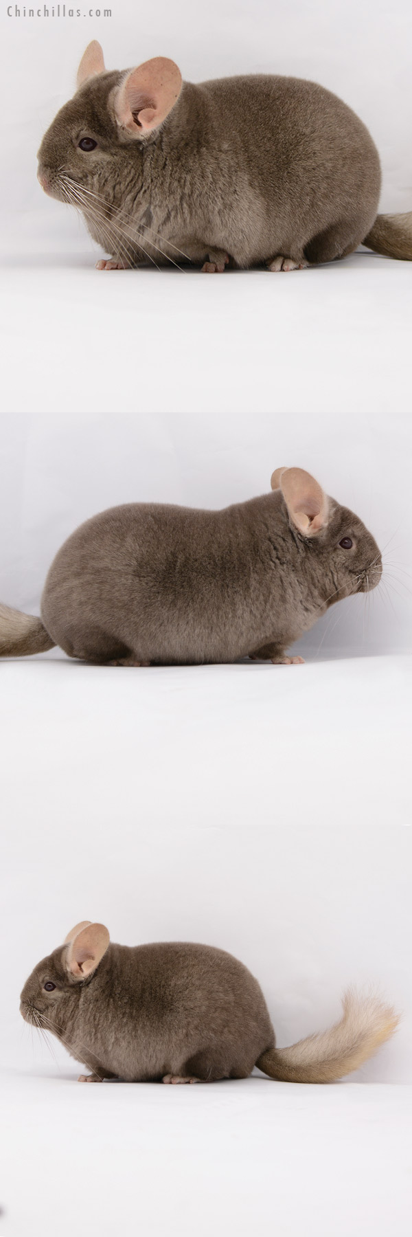 20214 Large Blocky Premium Production Quality Tan Female Chinchilla