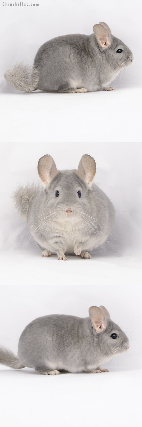 20213 Premium Production Quality Blue Diamond Female Chinchilla