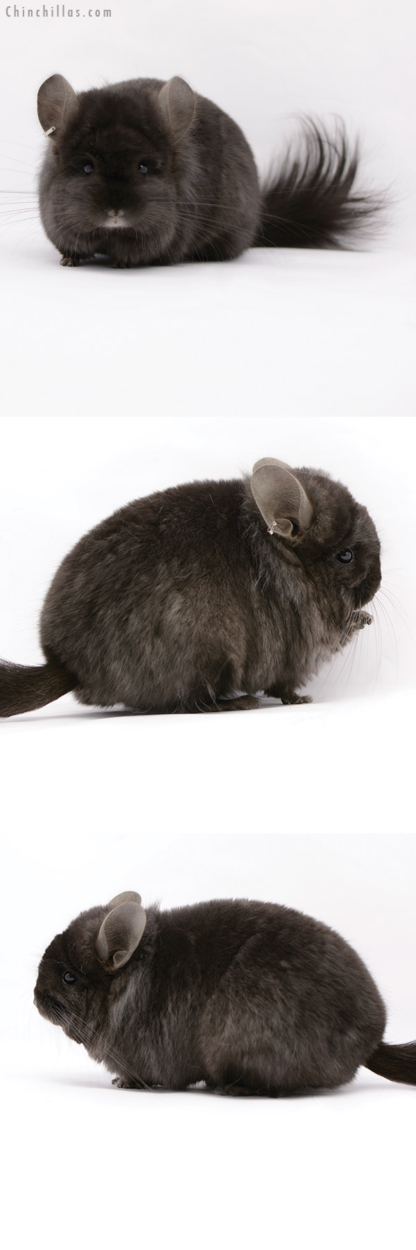 20211 Ebony ( Locken Carrier )  Royal Persian Angora Male Chinchilla