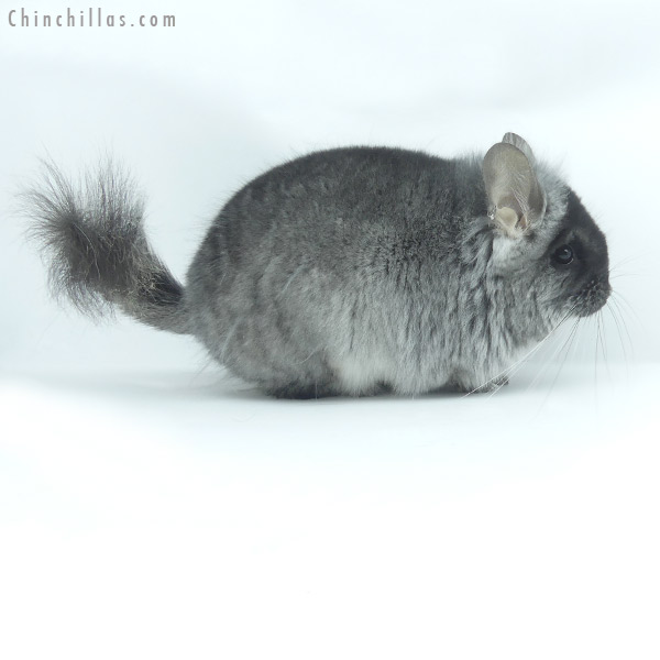 Chinchilla or related item offered for sale or export on Chinchillas.com - 20078 Black Velvet ( Violet Carrier )  Royal Persian Angora Male Chinchilla