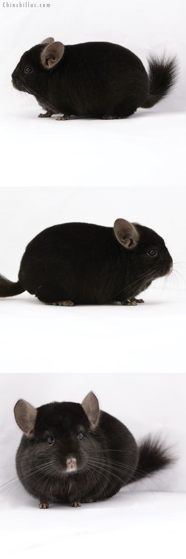 20209 Herd Improvement Quality Ebony Male Chinchilla