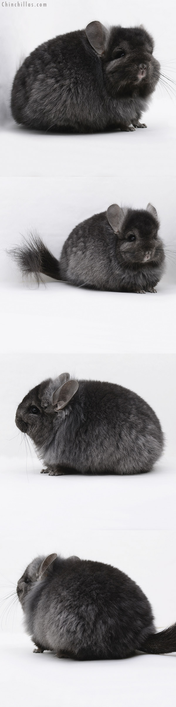 Chinchilla or related item offered for sale or export on Chinchillas.com - 20238 Ebony ( Locken Carrier )  Royal Persian Angora Female Chinchilla