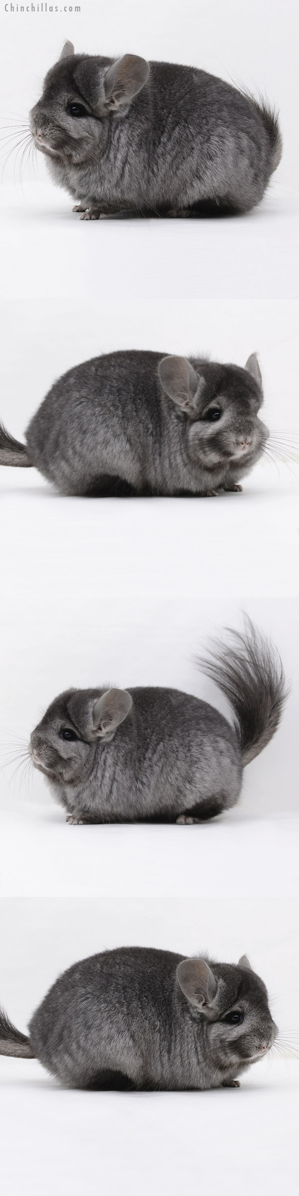 Chinchilla or related item offered for sale or export on Chinchillas.com - 20250 Ebony ( Locken Carrier )  Royal Persian Angora Female Chinchilla