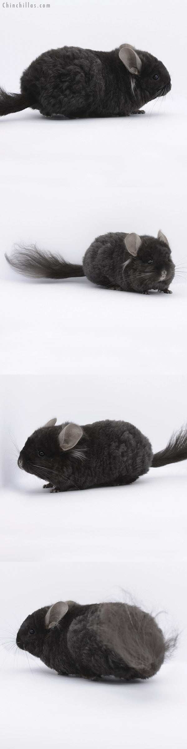 Chinchilla or related item offered for sale or export on Chinchillas.com - 20265 Ebony  Royal Imperial Angora Male Chinchilla