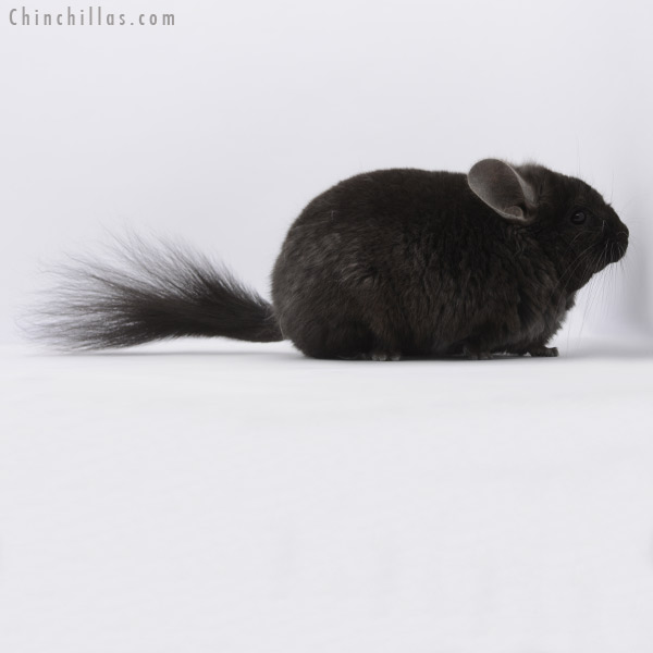 Chinchilla or related item offered for sale or export on Chinchillas.com - 20260 Ebony ( Locken Carrier )  Royal Persian Angora Male Chinchilla