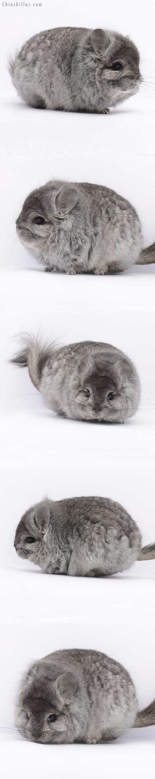 Chinchilla or related item offered for sale or export on Chinchillas.com - 20295 Exceptional Standard ( Ebony & Locken Carrier )  Royal Persian Angora Male Chinchilla