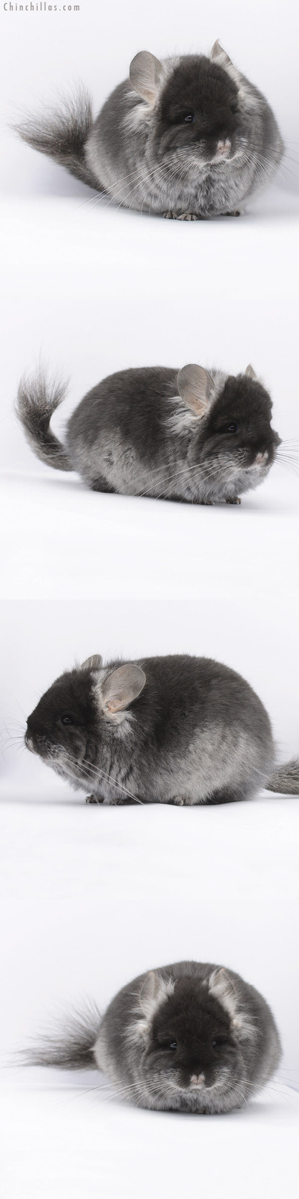 Chinchilla or related item offered for sale or export on Chinchillas.com - 20292 Black Velvet  Royal Persian Angora Female Chinchilla