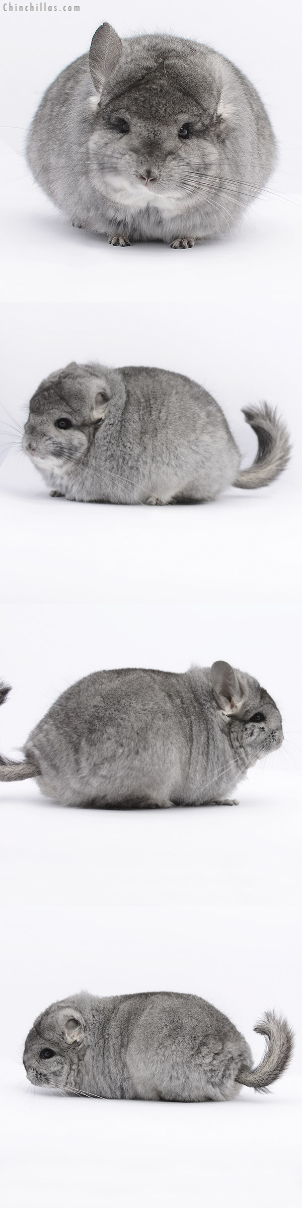 Chinchilla or related item offered for sale or export on Chinchillas.com - 20255 Standard ( Ebony & Locken Carrier )  Royal Persian Angora Female Chinchilla