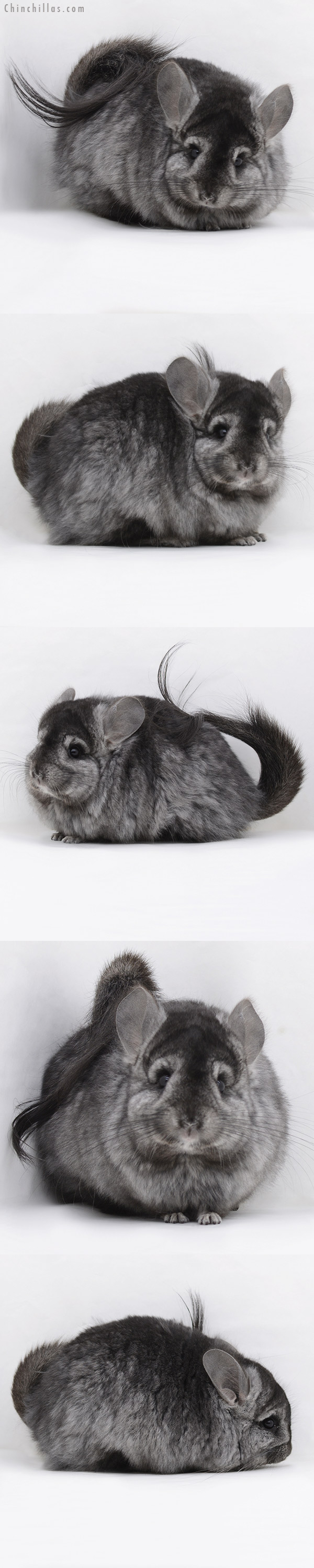 20244 Ebony ( Locken Carrier ) G2  Royal Persian Angora Female Chinchilla