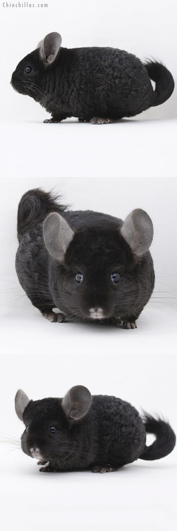 Chinchilla or related item offered for sale or export on Chinchillas.com - 20235 Ebony Royal Imperial Angora Male Chinchilla