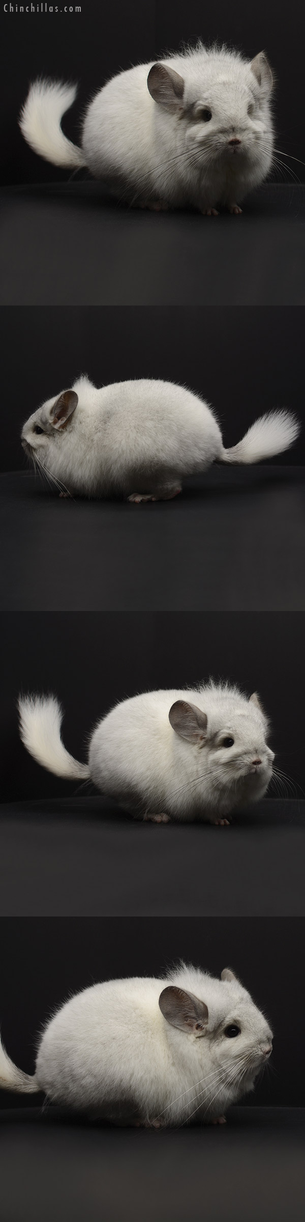 Chinchilla or related item offered for sale or export on Chinchillas.com - 20296 Exceptional White Mosaic  Royal Persian Angora Male Chinchilla