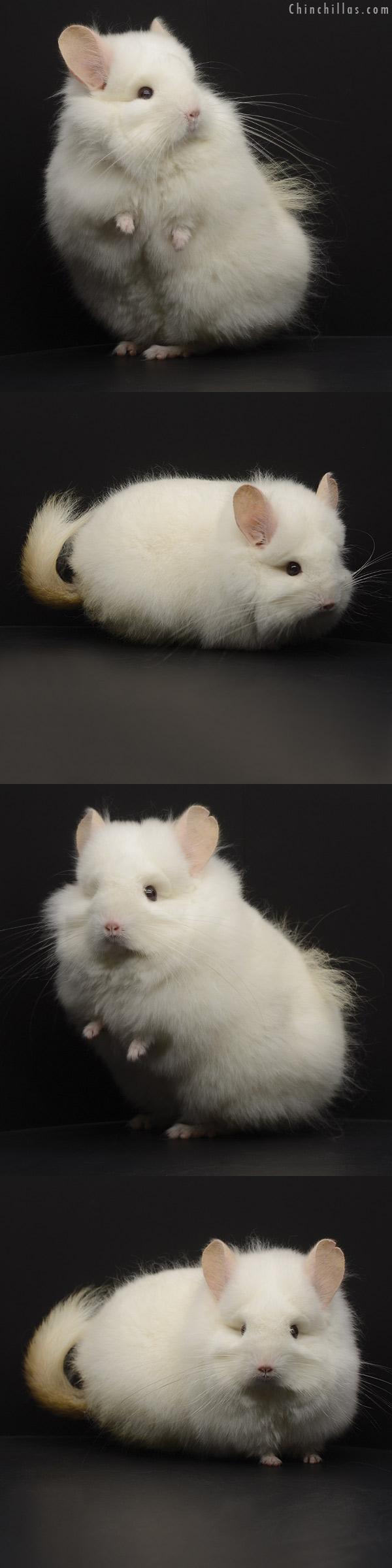 Chinchilla or related item offered for sale or export on Chinchillas.com - 20300 NON-PRODUCING Exceptional Pink White  Royal Persian Angora Female Chinchilla