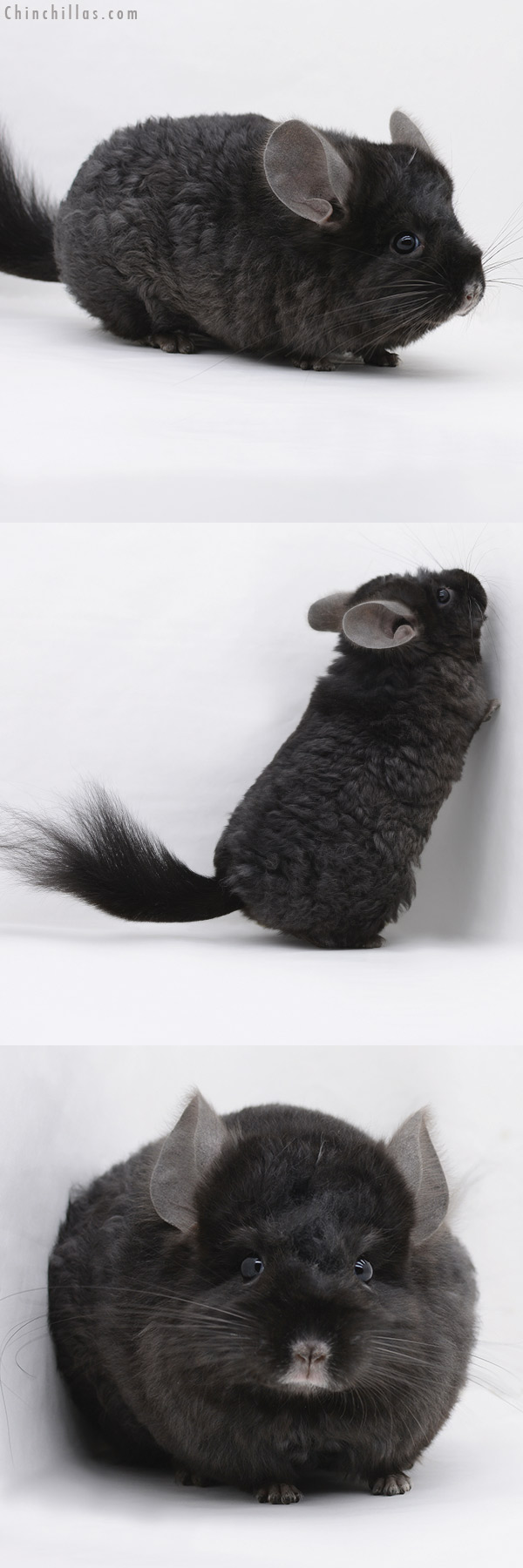 20236 Ebony  Royal Imperial Angora Male Chinchilla