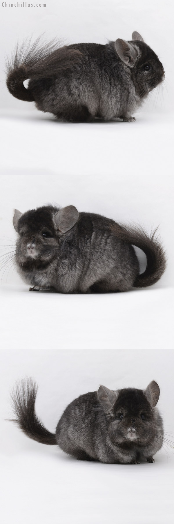 20247 Ebony ( Locken Carrier )  Royal Persian Angora Male Chinchilla