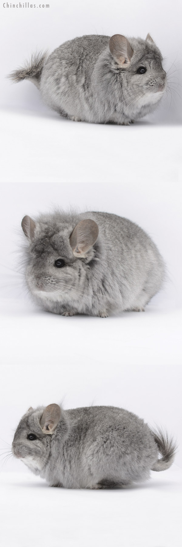 Chinchilla or related item offered for sale or export on Chinchillas.com - 20293 Extra Large Standard  Royal Persian Angora Female Chinchilla with Lion Mane