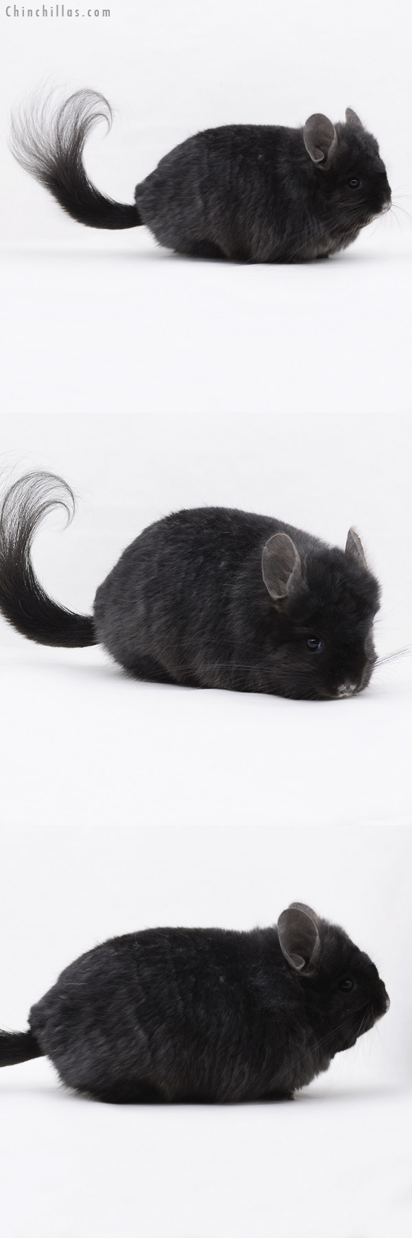 Chinchilla or related item offered for sale or export on Chinchillas.com - 20248 Ebony ( Locken Carrier )  Royal Persian Angora Female Chinchilla