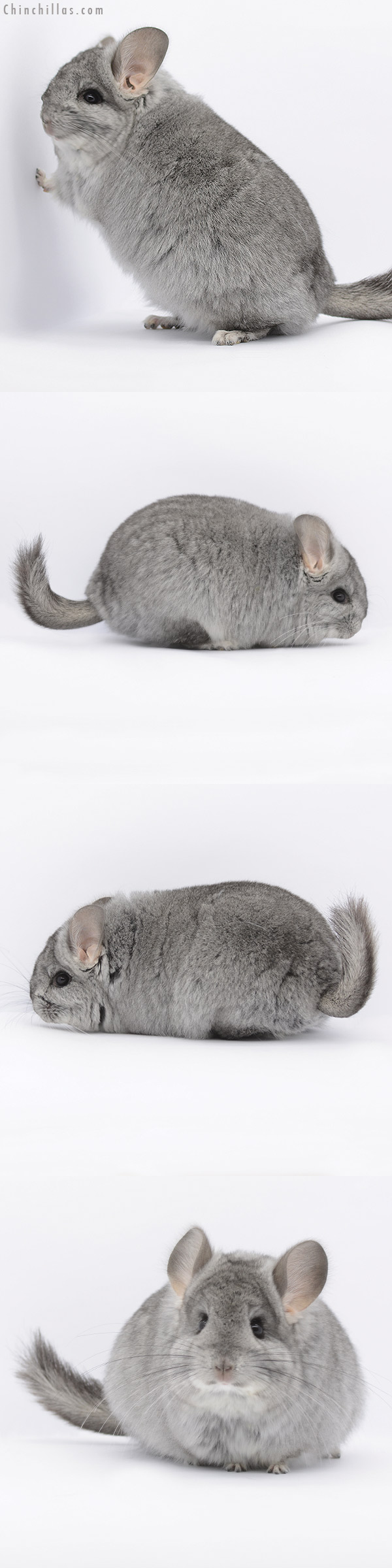 Chinchilla or related item offered for sale or export on Chinchillas.com - 20281 Standard ( Ebony Carrier )  Royal Persian Angora Female Chinchilla