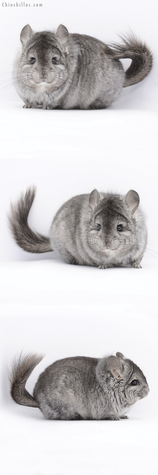 Chinchilla or related item offered for sale or export on Chinchillas.com - 20288 Ebony  Royal Persian Angora Male Chinchilla with slight Lion Mane