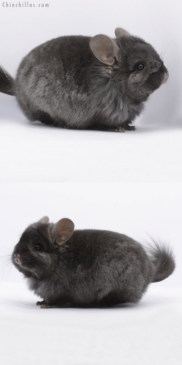 20294 Ebony ( Locken Carrier )  Royal Persian Angora Female Chinchilla