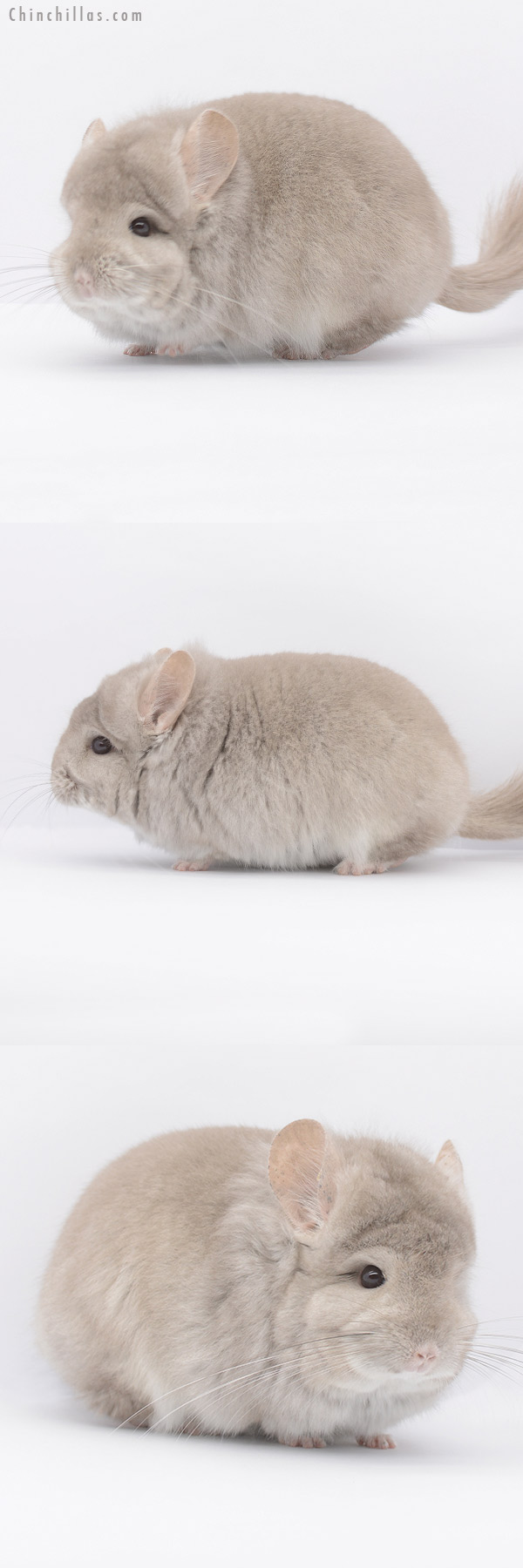 Chinchilla or related item offered for sale or export on Chinchillas.com - 20307 Beige  Royal Persian Angora Male Chinchilla