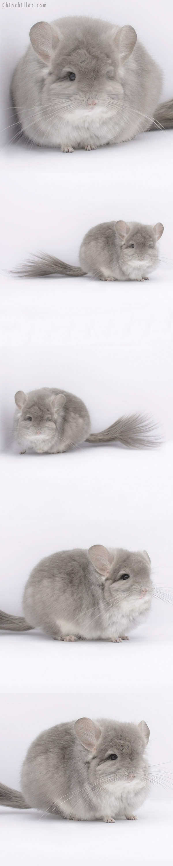 Chinchilla or related item offered for sale or export on Chinchillas.com - 20306 Exceptional Violet  Royal Persian Angora Male Chinchilla