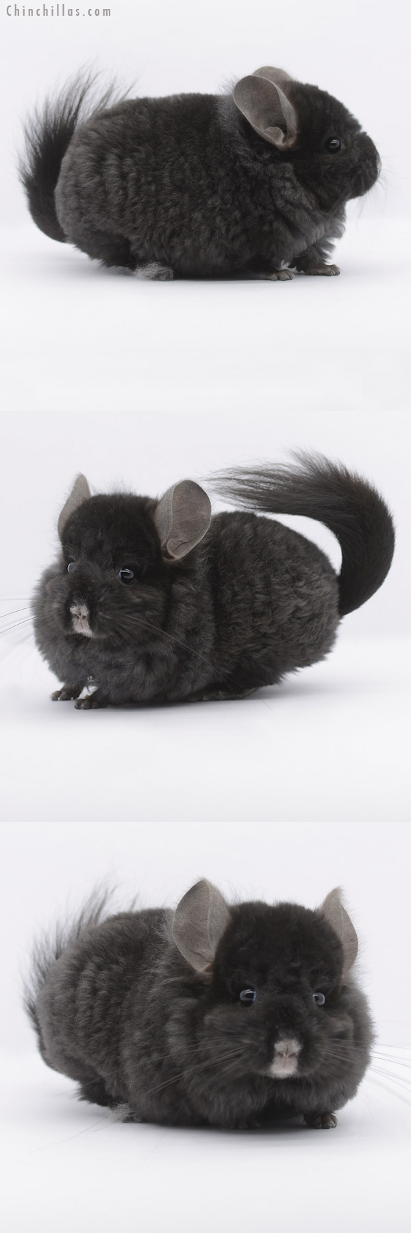 20308 Ebony  Royal Imperial Angora Male Chinchilla