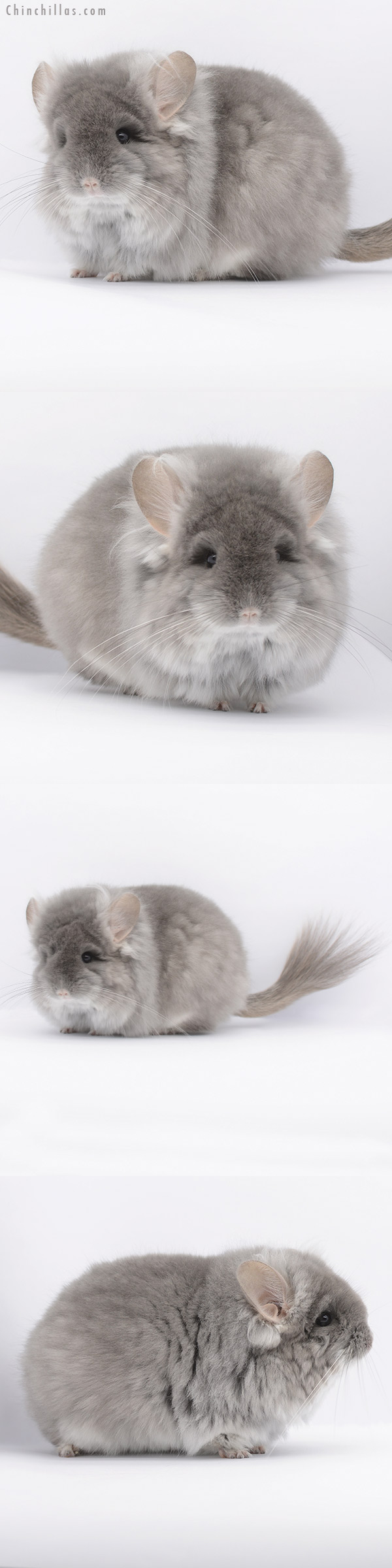 20305 Exceptional Large Blocky TOV Violet G2  Royal Persian Angora Female Chinchilla