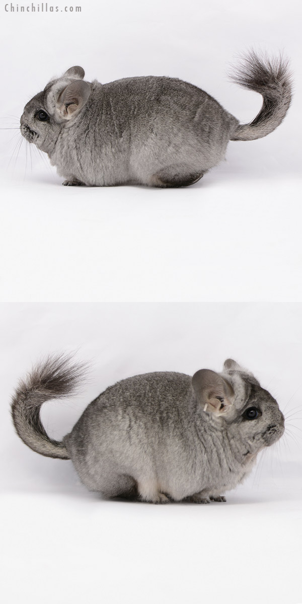 Chinchilla or related item offered for sale or export on Chinchillas.com - 21048 Large Standard ( Ebony & Locken Carrier )  Royal Persian Angora Female Chinchilla