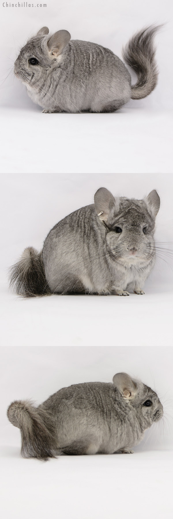 Chinchilla or related item offered for sale or export on Chinchillas.com - 21049 Standard ( Ebony & Locken Carrier )  Royal Persian Angora Female Chinchilla