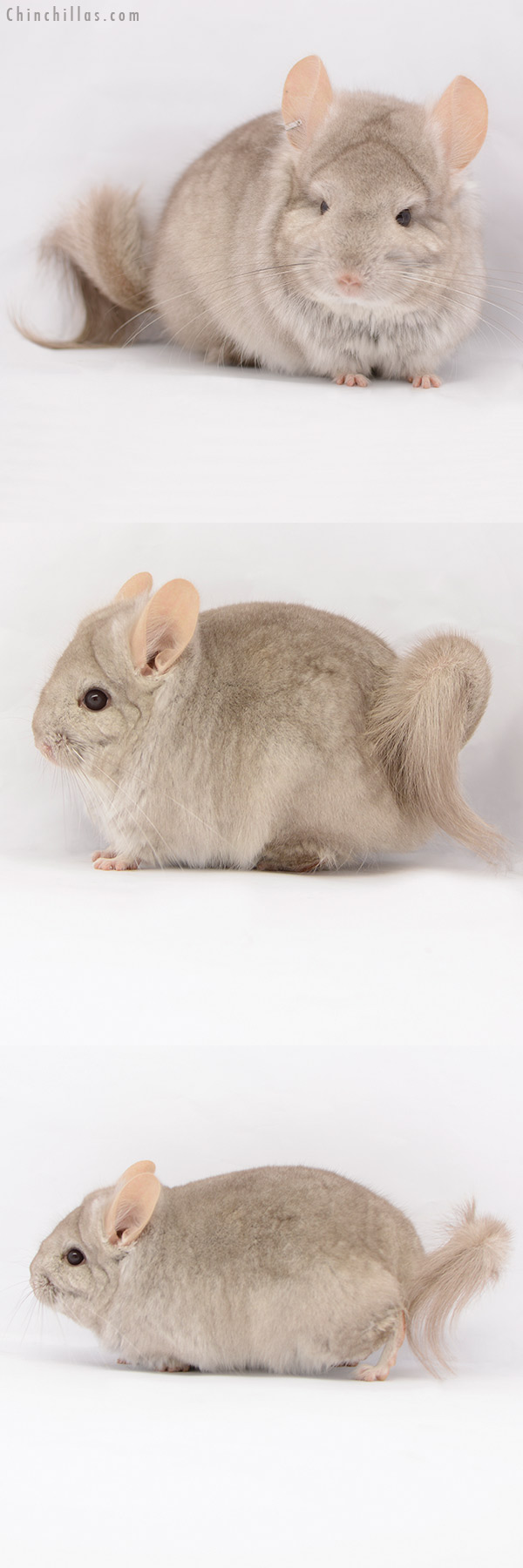 Chinchilla or related item offered for sale or export on Chinchillas.com - 21050 Beige  Royal Persian Angora Male Chinchilla