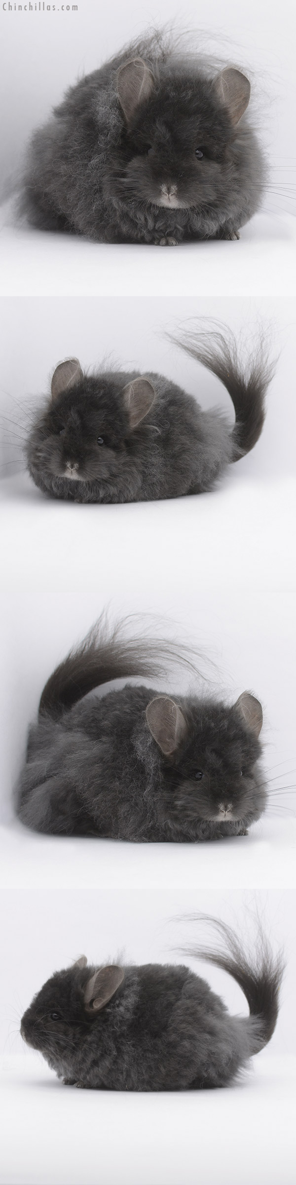 21014 Ebony G3  Royal Imperial Angora Female Chinchilla