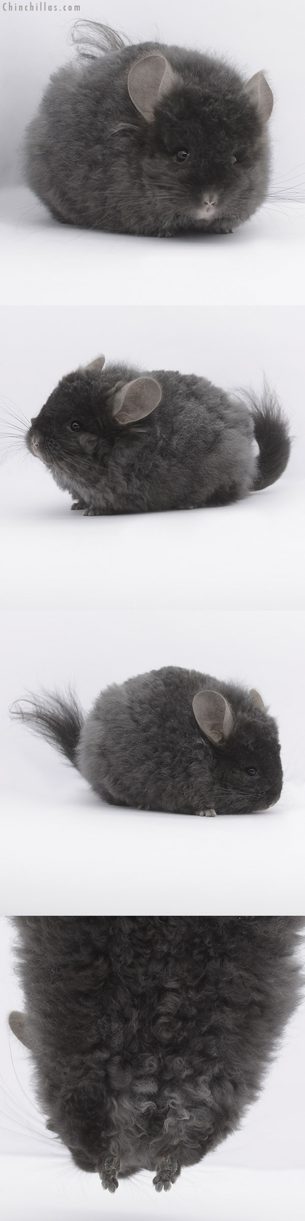 Chinchilla or related item offered for sale or export on Chinchillas.com - 21016 Large Ebony  Royal Imperial Angora Female Chinchilla