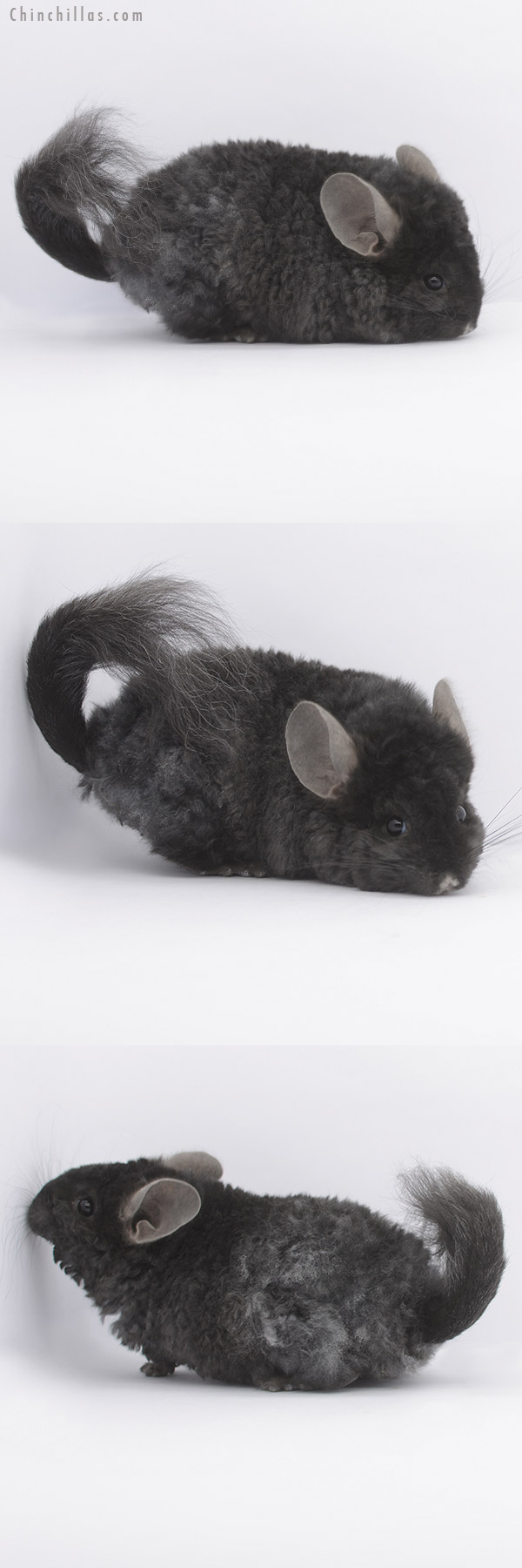 21017 Ebony  Royal Imperial Angora Male Chinchilla