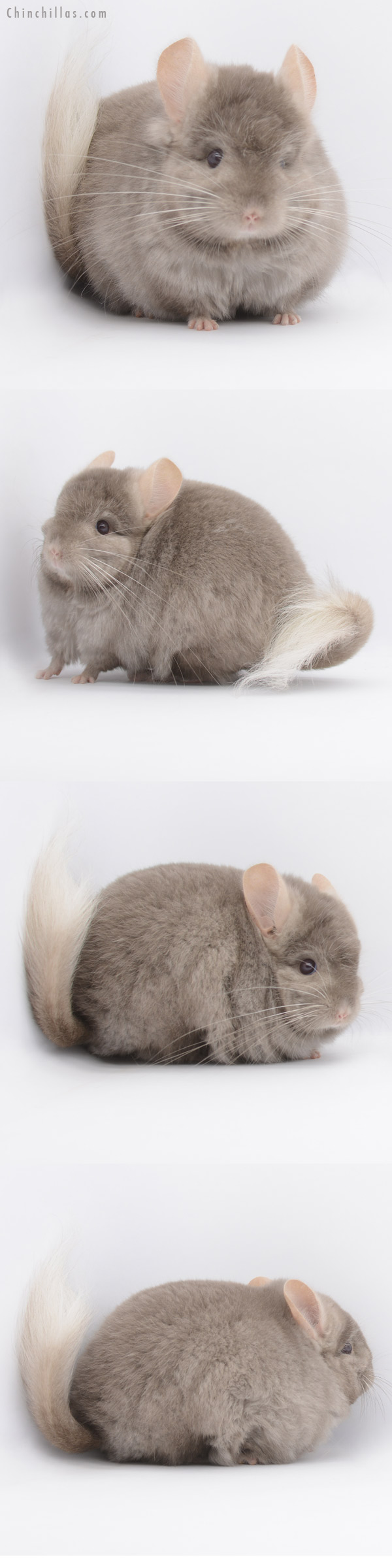 Chinchilla or related item offered for sale or export on Chinchillas.com - 20312 Large Tan ( Locken Carrier )  Royal Persian Angora Male Chinchilla