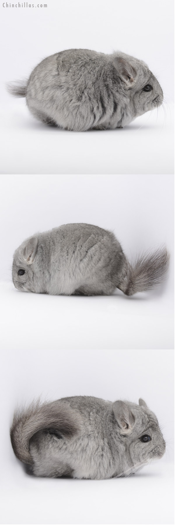 Chinchilla or related item offered for sale or export on Chinchillas.com - 20313 Standard G2  Royal Persian Angora Female Chinchilla